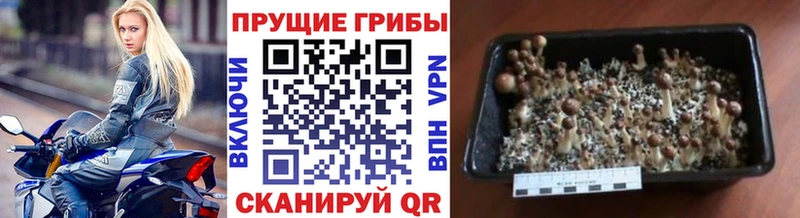 купить наркоту  Спас-Клепики  Псилоцибиновые грибы Cubensis 